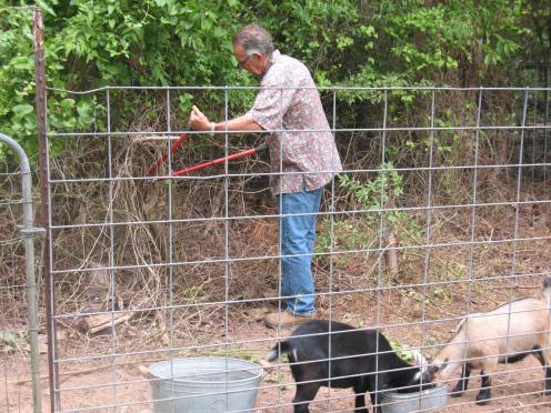 07 cutting dow saplings