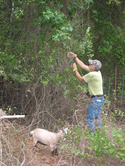 08 pulling down vines