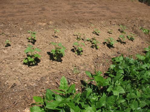 12 established slips