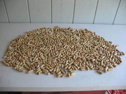 13 peanuts laid out to dry
